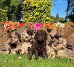Prachtige mini doodle pups te koop, Nederland, Overige rassen, CDV (hondenziekte), 8 tot 15 weken