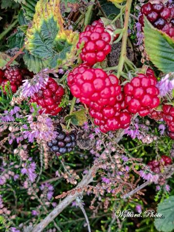 Uw tuin winterklaar?! beschikbaar voor biedingen
