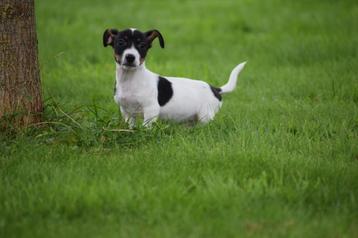 jack russel pups klein blijvend beschikbaar voor biedingen