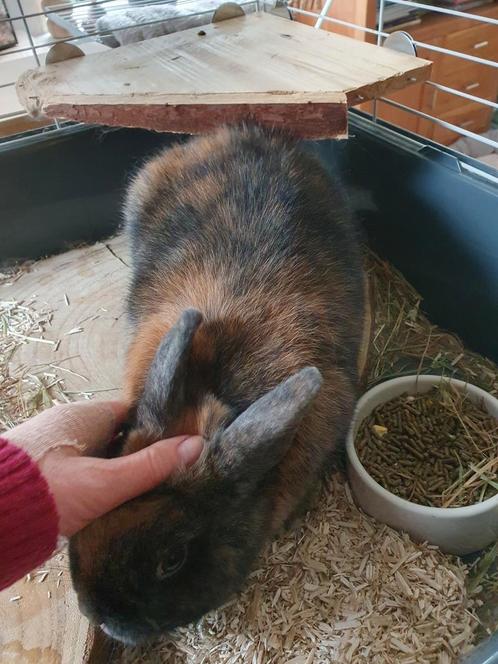 Lief  mannetjes binnen konijn zoekt huis ivm operaties, Dieren en Toebehoren, Konijnen