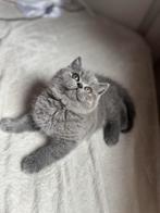 Britse korthaar kitten, Dieren en Toebehoren, Katten en Kittens | Overige Katten, Poes, Kortharig, 0 tot 2 jaar