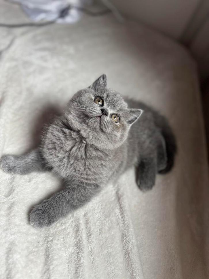 Britse korthaar kitten, Dieren en Toebehoren, Katten en Kittens | Overige Katten, Kortharig, Poes, 0 tot 2 jaar