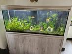 500 liter Aquarium met onderkast en toebehoren, Dieren en Toebehoren, Zo goed als nieuw, Ophalen, Gevuld zoetwateraquarium