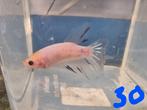 Betta man, Dieren en Toebehoren, Vissen | Aquariumvissen, Vis
