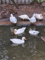 Kwakers/watervogels, Dieren en Toebehoren, Pluimvee, Meerdere dieren, Eend