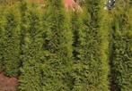 Conifeer “THUJA”, Ophalen of Verzenden, Conifeer, 100 tot 250 cm