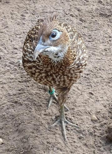 Himalaya glansfazant - glansfazanten broed 2025 beschikbaar voor biedingen