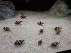 Anatome Helena slakken (Slak etende Slak), Dieren en Toebehoren, Vissen | Aquariumvissen, Slak of Weekdier, Zoetwatervis