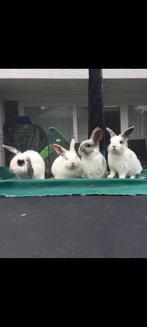 4 lieve half hangoor konijnen (ram), Mannelijk, Hangoor