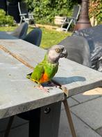 Tamme bonte boer, Dieren en Toebehoren, Vogels | Parkieten en Papegaaien, Mannelijk, Papegaai, Tam