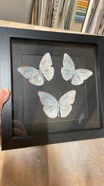 Vlinders pareronia tritaea opgezet in 3d lijst taxidermie, Ophalen of Verzenden, Nieuw, Insect, Opgezet dier