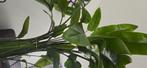 Strelitzia Nicolai Large 180cm ¢30, Huis en Inrichting, Kamerplanten, Ophalen, Palm, Halfschaduw, In pot