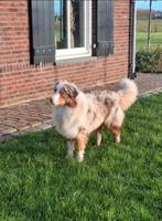 Australian shepherd dekreu, Reu, 1 tot 2 jaar, Eén hond, Nederland