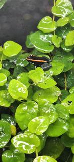 Phyllobates vittatus gifkikkers nakweek, Dieren en Toebehoren, Reptielen en Amfibieën, Amfibie, 0 tot 2 jaar