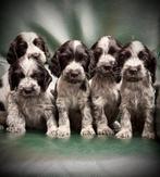 Engelse Cockerspaniel met stamboom, Parvo, 8 tot 15 weken, Meerdere, Meerdere dieren