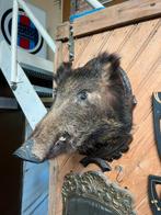 Opgezet wild zwijn kop, Verzamelen, Dierenverzamelingen, Ophalen, Gebruikt, Wild dier, Opgezet dier