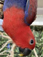 Jonge Baby Edelpapegaai | Handtam | Kleurrijk | Nieuwsgierig, Dieren en Toebehoren, Vogels | Parkieten en Papegaaien, Meerdere dieren