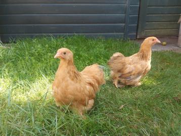 Cochin kriel hennetjes  beschikbaar voor biedingen