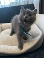 Ragdoll kittens, Dieren en Toebehoren, Katten en Kittens | Raskatten | Korthaar, Meerdere dieren