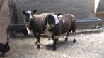 2 mooie bonte ram lammeren/dek rammen, Mannelijk, Schaap