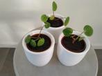 Drie witte bloempotjes met een pannenkoek plant., Groene kamerplant, Ophalen, Overige soorten, Minder dan 100 cm