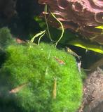 Neocaridina aquarium garnalen, Dieren en Toebehoren, Vissen | Aquaria en Toebehoren, Ophalen, Nieuw, Plant(en), Steen of Hout