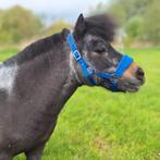 Goed huis gezocht voor mini paardje (merrie) 24 jaar, Dieren en Toebehoren, Merrie, Minder dan 160 cm, Niet van toepassing, 11 jaar of ouder
