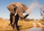 Vlies fotobehang Olifant - afm. 254x184cm VOORRAAD SALE, Verzenden, Minder dan 10 m², Natuur, realistisch, jungle,