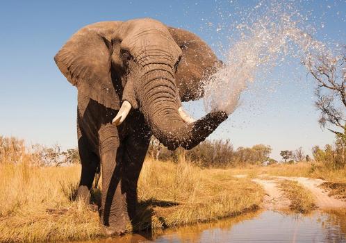 Vlies fotobehang Olifant - afm. 254x184cm VOORRAAD SALE, Huis en Inrichting, Stoffering | Behang, minder dan 10 m², Verzenden