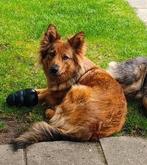 Goed tehuis gezocht voor Kruising Teefje(15 kilo), Dieren en Toebehoren, Honden | Herdershonden en Veedrijvers, 1 tot 2 jaar, Teef