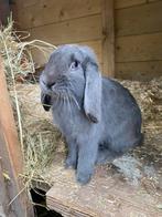 Tijdelijk voorzien!, Dieren en Toebehoren, Konijnen, Mannelijk, Dwerg