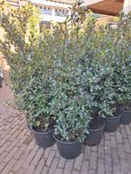 Hulst (IIlex) 130cm Potmaat 32 cm, Ophalen, Hulst