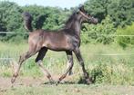 Arabische Volbloed hengstenveulen, Dieren en Toebehoren, Paarden, Minder dan 160 cm, Gechipt, Niet van toepassing, 0 tot 2 jaar