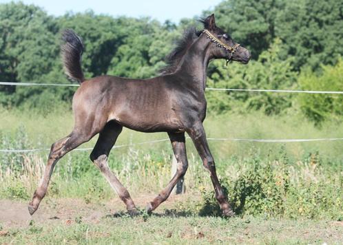 Arabische Volbloed hengstenveulen, Dieren en Toebehoren, Paarden, Hengst, Niet van toepassing, Minder dan 160 cm, 0 tot 2 jaar