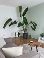Strelitzia Nicolai XL, Ophalen, 200 cm of meer, Overige soorten, In pot