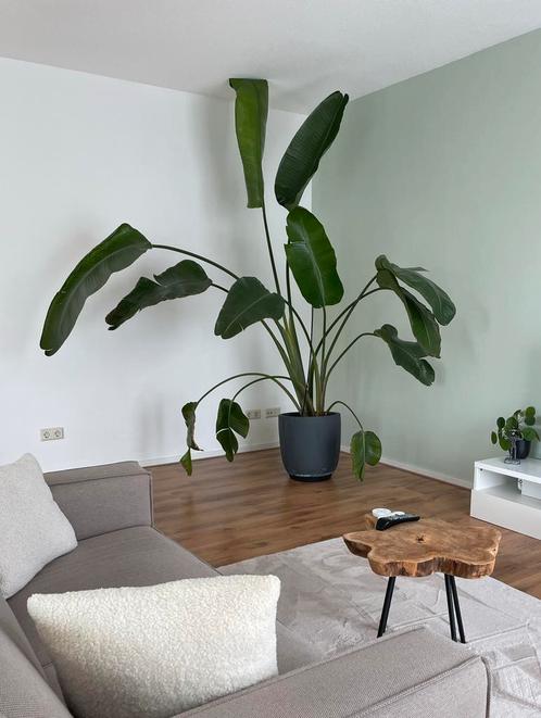 Strelitzia Nicolai XL, Huis en Inrichting, Kamerplanten, Overige soorten, 200 cm of meer, Groene kamerplant, In pot, Ophalen