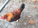 jonge welsummer krielhaan, Dieren en Toebehoren, Pluimvee, Mannelijk, Kip