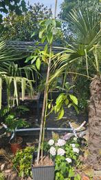 avocadoplant. 2 meter hoog, Tuin en Terras, Planten | Bomen, Bloeit niet, Halfschaduw, Overige soorten, 100 tot 250 cm