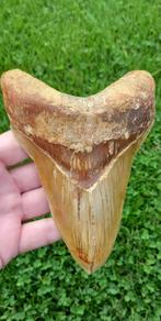 Megalodon haaientand XL 13,9 cm fossiel uit Indonesië haai, Verzamelen, Mineralen en Fossielen, Ophalen of Verzenden, Fossiel