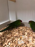 Kakarikis, Dieren en Toebehoren, Vogels | Parkieten en Papegaaien, Meerdere dieren, Parkiet