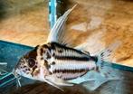 Nieuw binnen!!! Corydoras,Super Schwartzi Highfin, CW 28!!!, Vis, Zoetwatervis