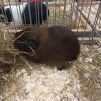 1  zeugje 2  beertjes  cavia, Dieren en Toebehoren, Knaagdieren, Januari, Meerdere dieren, Cavia