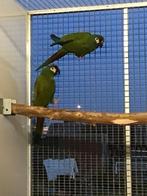 Koppel ara mracana, Meerdere dieren, Papegaai, Geringd