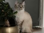 neva masquerade kat, Dieren en Toebehoren, Katten en Kittens | Raskatten | Langhaar, Meerdere dieren, Ontwormd