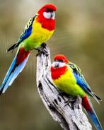 TWEE GOUDMANTELROSELLAS 2025, Meerdere dieren, Parkiet