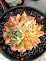 Echeveria sp.'Phoenix Fire'-BE, Huis en Inrichting, Kamerplanten, Ophalen of Verzenden