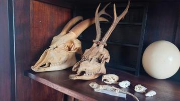 6 schedels 1 skelet beschikbaar voor biedingen