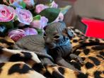 Prachtige sphynx kittens te reserveren.♥️✨♥️, Dieren en Toebehoren, Meerdere dieren