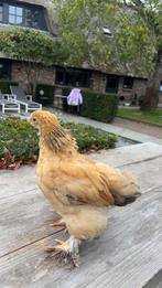 Brahma buff zwart hen, Dieren en Toebehoren, Pluimvee