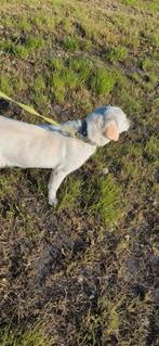 2 labrador teven, 6 jaar of ouder, Teef, Labrador retriever, Eén hond